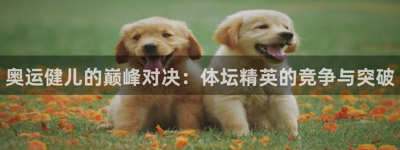 3377体育官网入口网页版